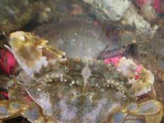 -宾朋海鲜特色美食餐厅·纯手工鲅鱼水饺(兴海路店)