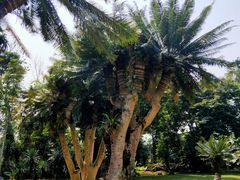 -中国科学院西双版纳热带植物园