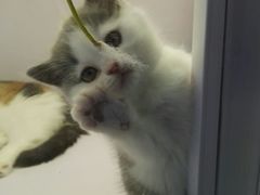 -喵的天空名猫咖啡馆·撸猫·猫舍·用品