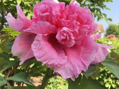 -曹州百花园