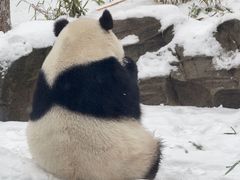 -武汉动物园