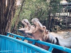 -广州长隆飞鸟乐园