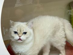 -青奢宠物·青奢猫舍