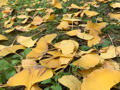 -四川大学(华西校区)