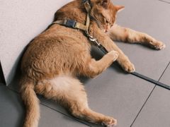 -Again Coffee Roaster(香蜜湖店)