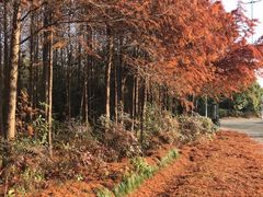 -上海海湾国家森林公园