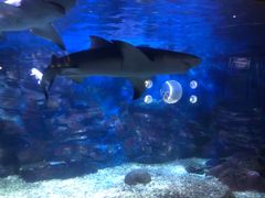 -烟台海昌鲸鲨海洋公园