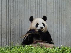 -卧龙中华大熊猫苑神树坪基地