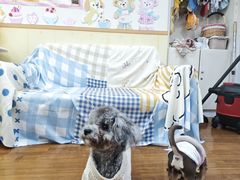 -汪说·狗咖·拼豆·宠物周边DIY(旺城大厦店)