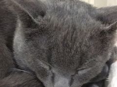 -藏猫猫咖啡主题馆(中央大道店)