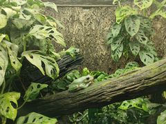 -广州长隆飞鸟乐园