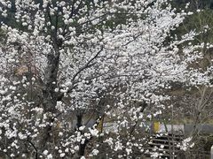-大围山国家森林公园