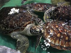 -重庆欢乐海底世界