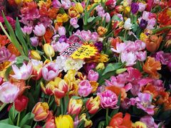 -越秀西湖花市(广州城市广场花卉店)