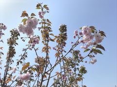 -高东镇樱花园