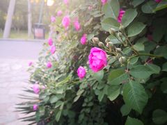 -丰台花园