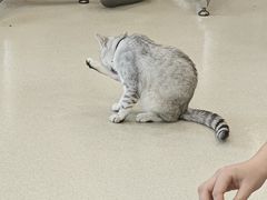 -共舞时光猫咖·狗咖(新街口店)