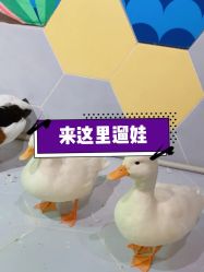 -七巧国萌宠乐园(龙湖天街店)