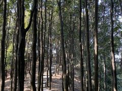 -阳台山森林公园