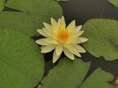 -映月湖公园