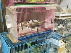-宝鸡东道花鸟鱼虫市场(吉利花园商场店)