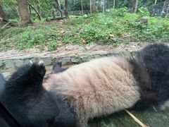 -都江堰中华大熊猫苑