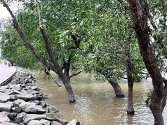 -宝安西湾红树林湿地公园