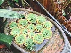 -Jungle Kitchen