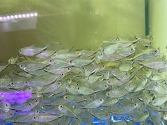 -山东柏宁水族批发广场