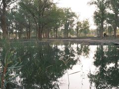 -金塔沙漠胡杨林景区