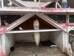 -J Create城市露营咖啡·简餐·宠物(上海动物园店)