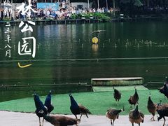 -西双版纳原始森林公园