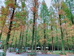 -东平国家森林公园