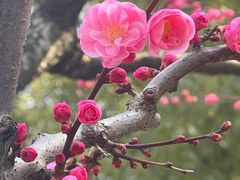 -莘庄公园