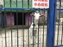 -上海佘山世茂艾美酒店