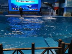 -锦艺城海洋馆