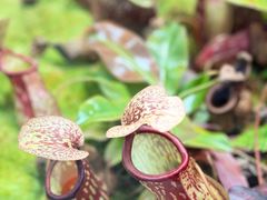 -国家植物园南园