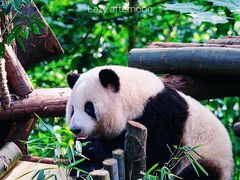 -成都大熊猫繁育研究基地
