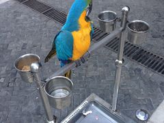 门口的金刚鹦鹉-那家小馆•北京菜•烤鸭(中关村店)