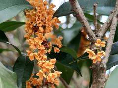 -神光山国家森林公园