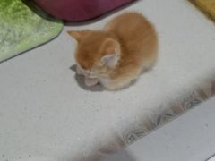 -糯米喵星人总部直营旗舰店·猫舍·幼猫出售