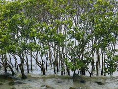 -宝安西湾红树林湿地公园