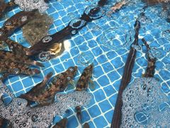 -大锅强·蒸海鲜青岛菜(吾悦广场店)