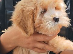 -翊宠yipet猫狗购宠庄园犬舍•猫舍