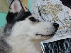 -Husky Go! 哈士奇体验馆·宠物咖啡厅狗咖