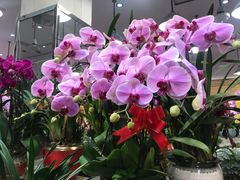 -双季花艺园艺市场(浦东店)