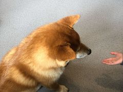 -喜柴咖啡·柴犬狗咖