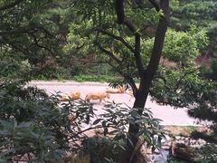 -大连森林动物园