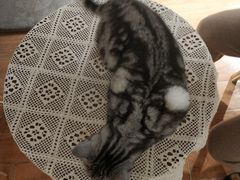 -猫友咖啡店(玉林西路店)