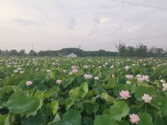 -梁鸿国家湿地公园